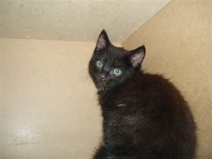 Blanding af racer Loui billede 6