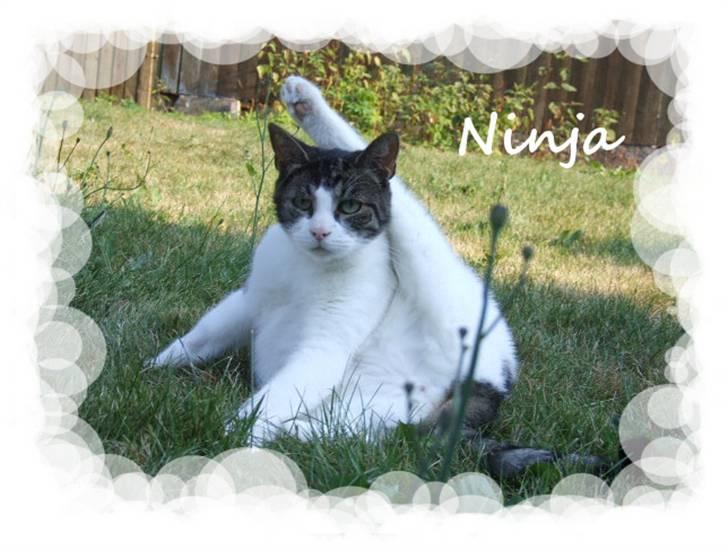 Huskat Ninja - Ninja i haven billede 8