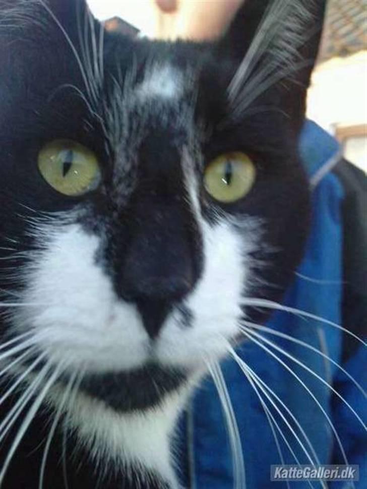 Huskat |Adonis "fat cat" - Velkommen!! billede 4