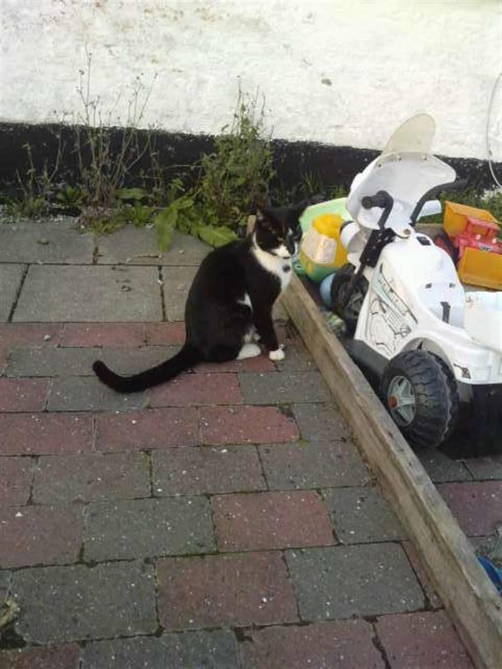 Huskat |Adonis "fat cat" - Argh...det er dejligt at strække sig!<3 billede 5