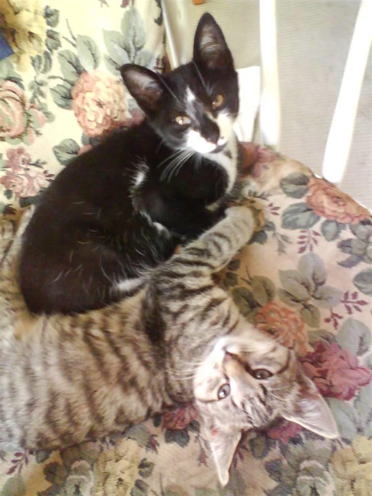 Huskat |Adonis "fat cat" - Man ligger godt i denne her gyngestol;P billede 6