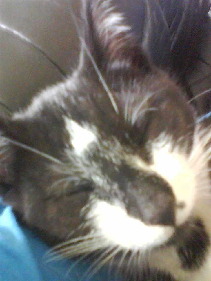 Huskat |Adonis "fat cat" - dejligt med en lille lur! billede 7