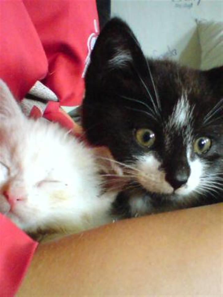 Huskat |Adonis "fat cat" billede 8