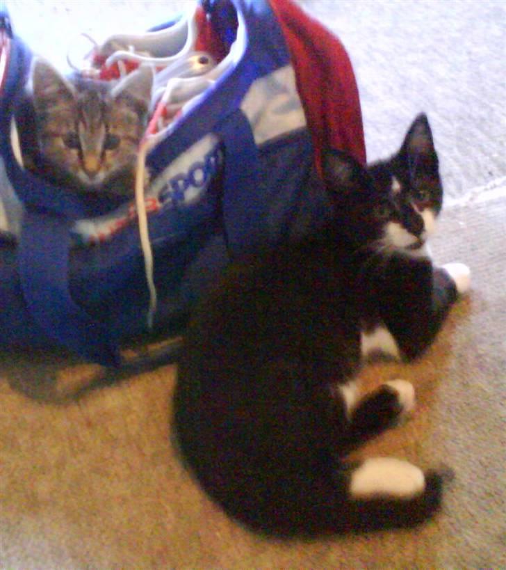 Huskat |Adonis "fat cat" billede 9