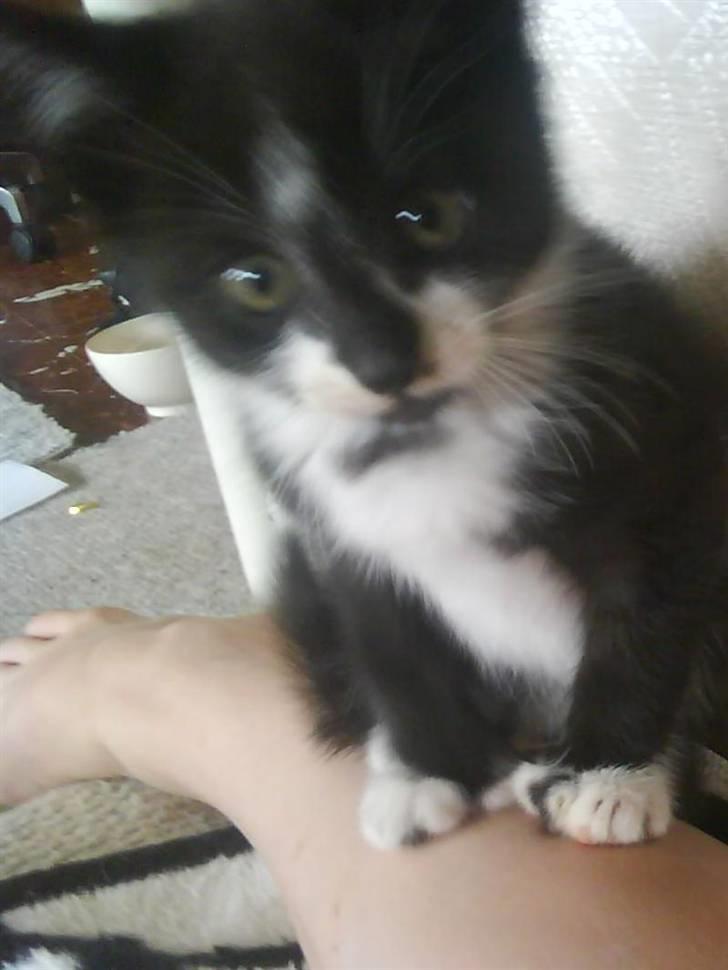 Huskat |Adonis "fat cat" billede 10