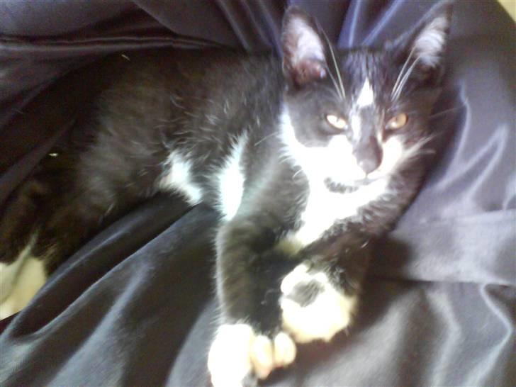 Huskat |Adonis "fat cat" billede 11