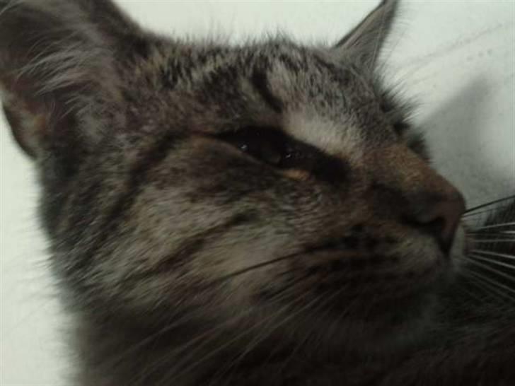 Huskat |Miranda - Velkommen til miranda`s profil<3 smid en kommentar..;) billede 3