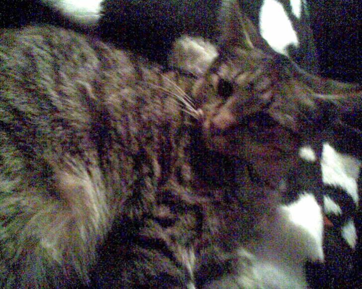 Huskat |Miranda billede 5