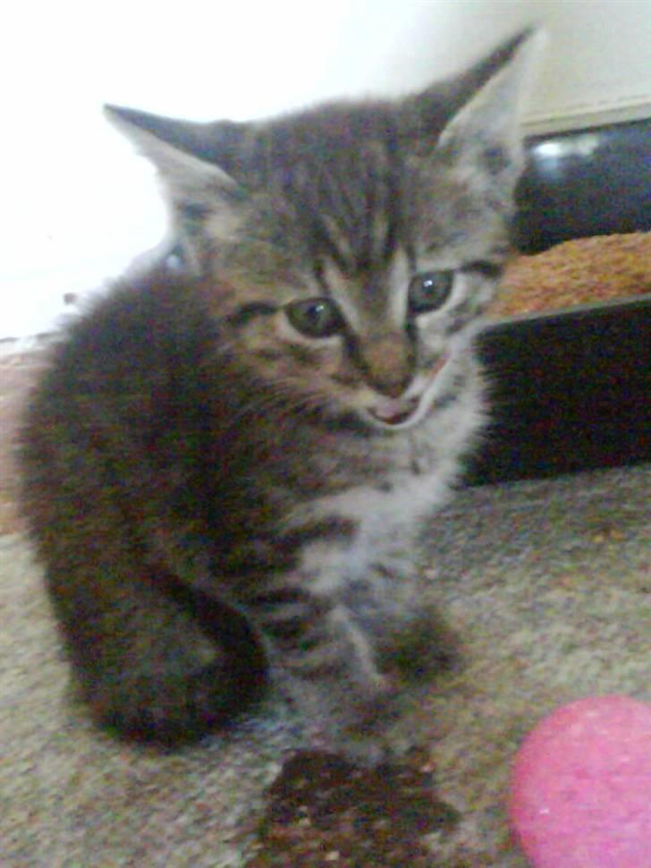 Huskat |Miranda billede 7