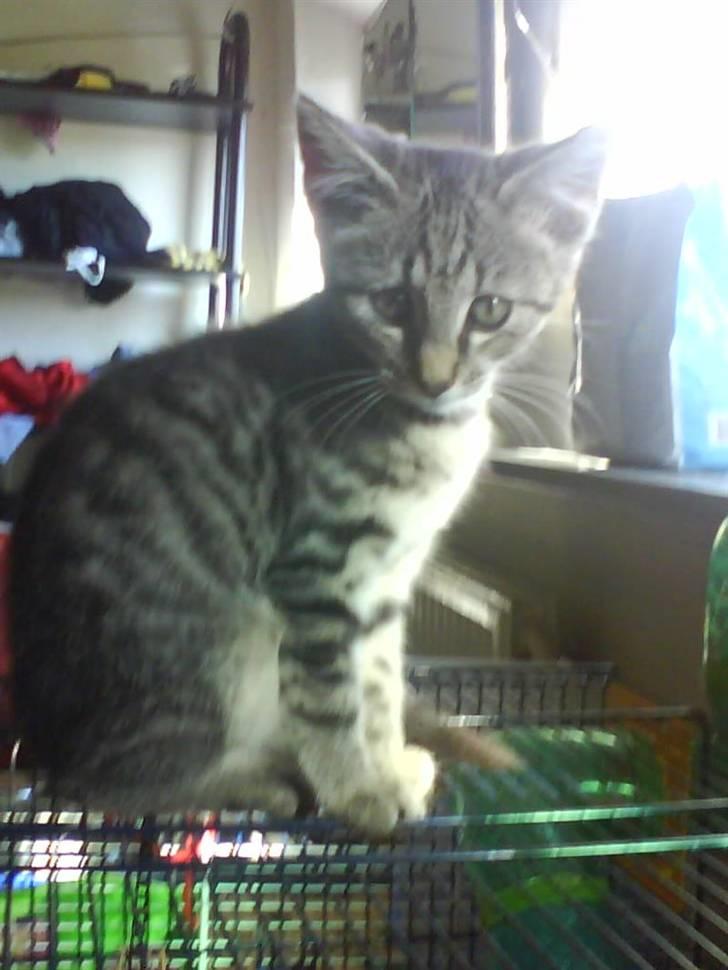 Huskat |Miranda billede 11