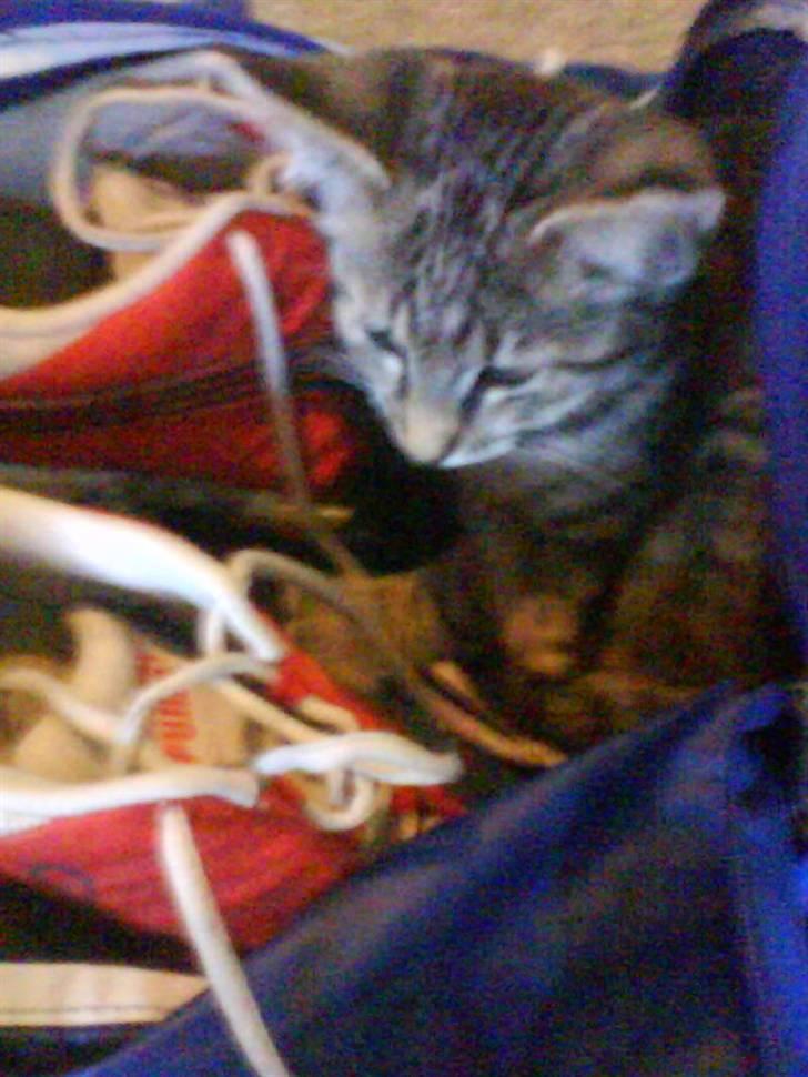 Huskat |Miranda billede 12