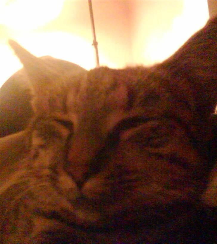 Huskat |Miranda billede 13