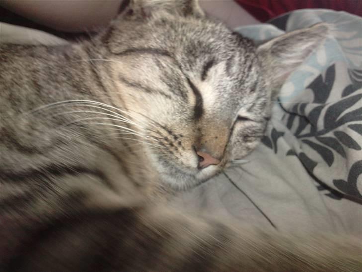 Huskat |Miranda billede 14