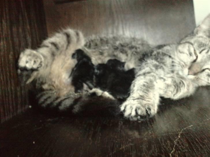 Huskat |Miranda billede 16