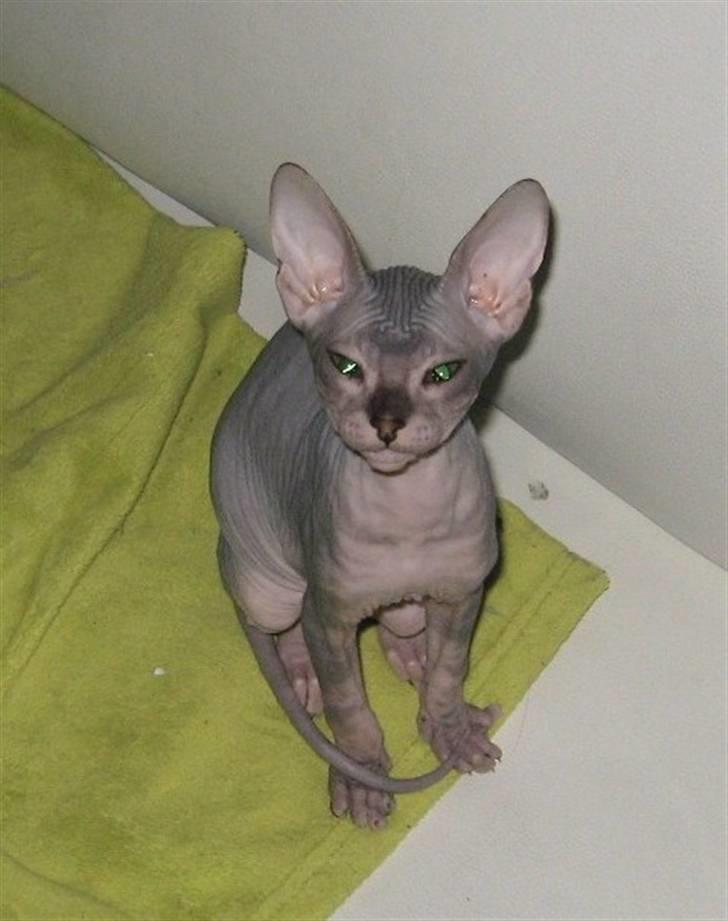 Sphynx Nemesis - Nemesis er i den græske mytologi gudinden for både retfærdighed og hævn billede 1