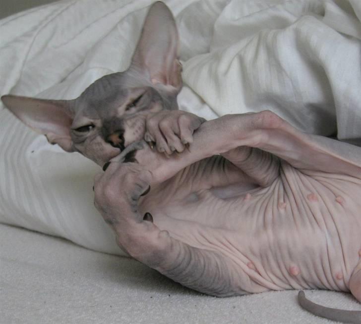Sphynx Nemesis - Namnam  billede 2