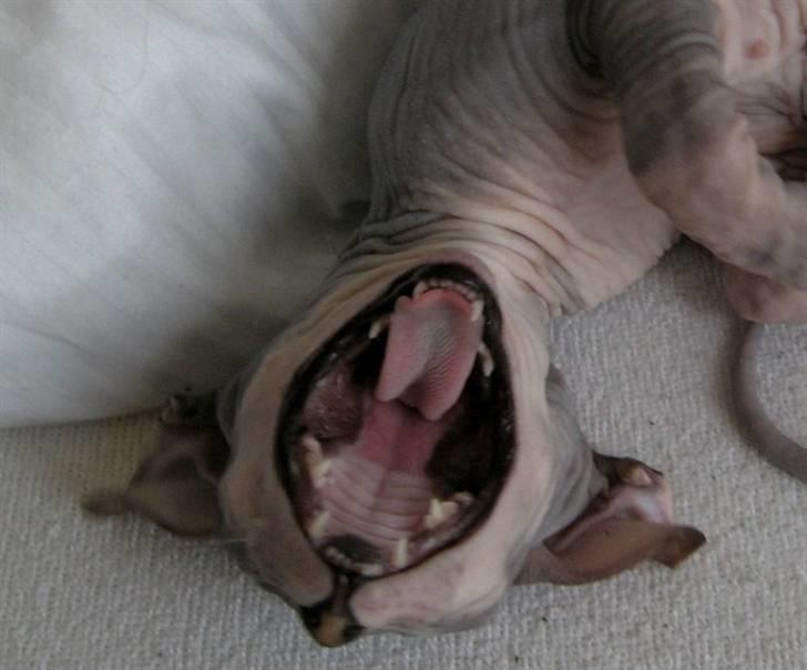 Sphynx Nemesis - Se mine store bisser  billede 3