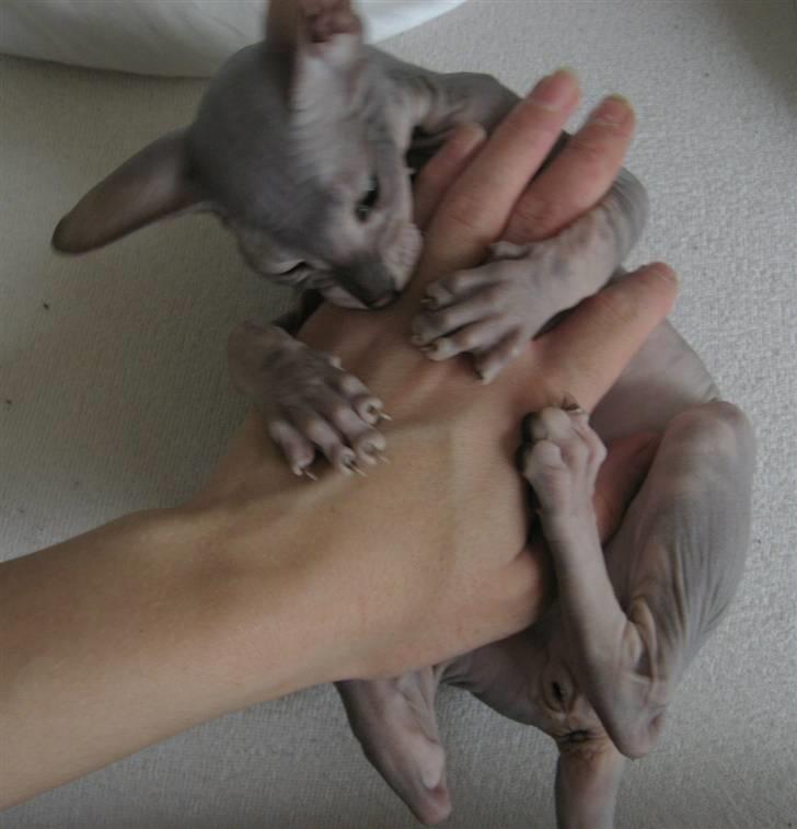 Sphynx Nemesis - Elsker at bide i min mors hånd billede 4
