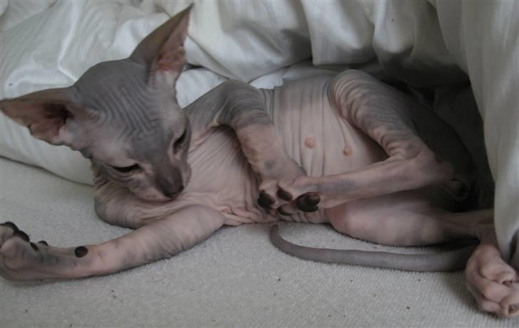 Sphynx Nemesis - det er altså mig igen  billede 5
