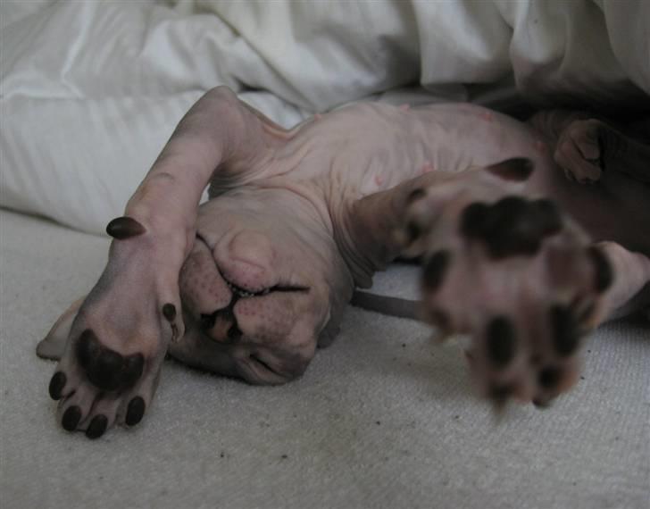 Sphynx Nemesis - Strækker mig efter en dejlig lur billede 6
