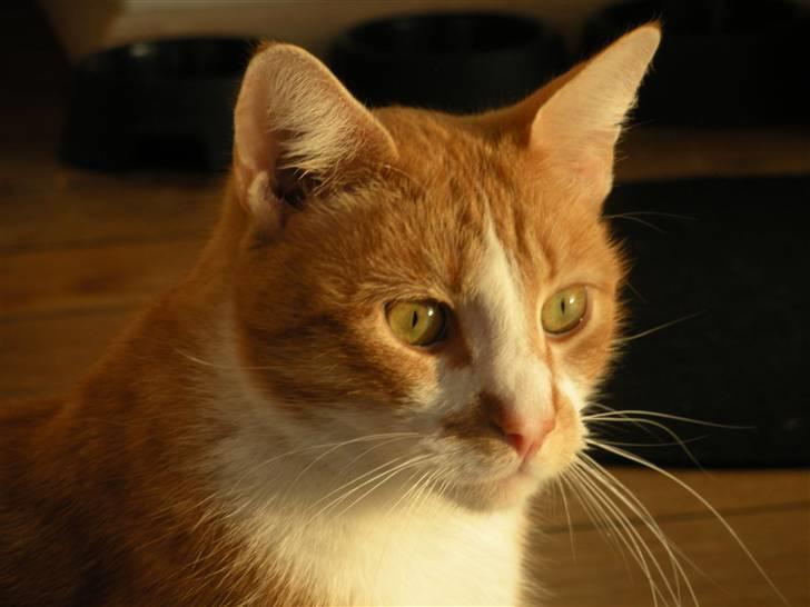 Huskat Oliver (Olle) - Han er altså så fin! :3 billede 10