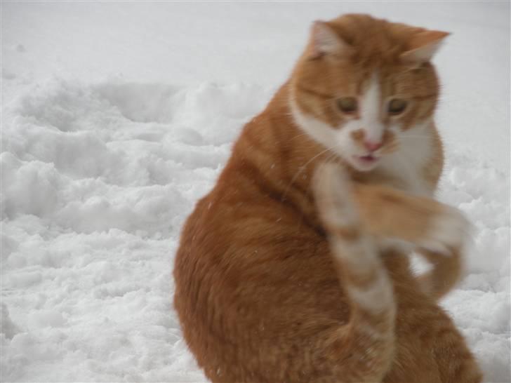 Huskat Oliver (Olle) - Olle EELSKER at lege med sin hale, det er så sødt ! billede 11