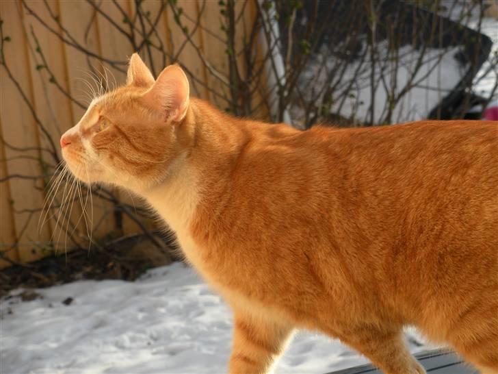 Huskat Oliver (Olle) - ... billede 12