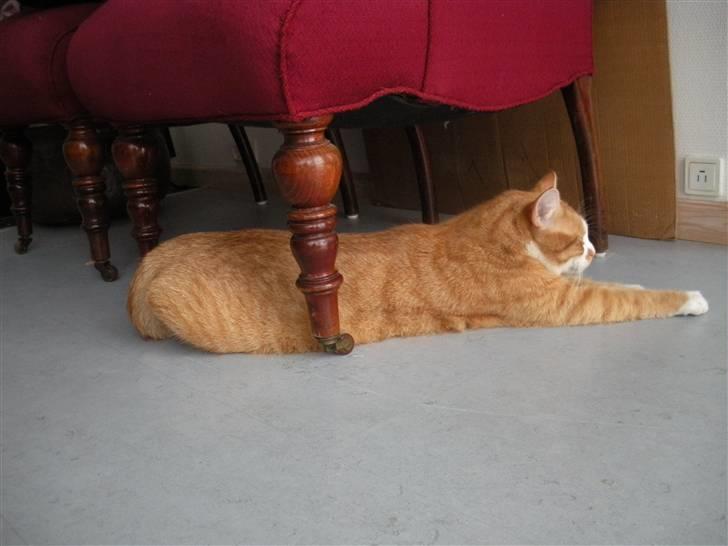 Huskat Oliver (Olle) - Haha! Han ligger vildt mærkeligt! xD billede 14