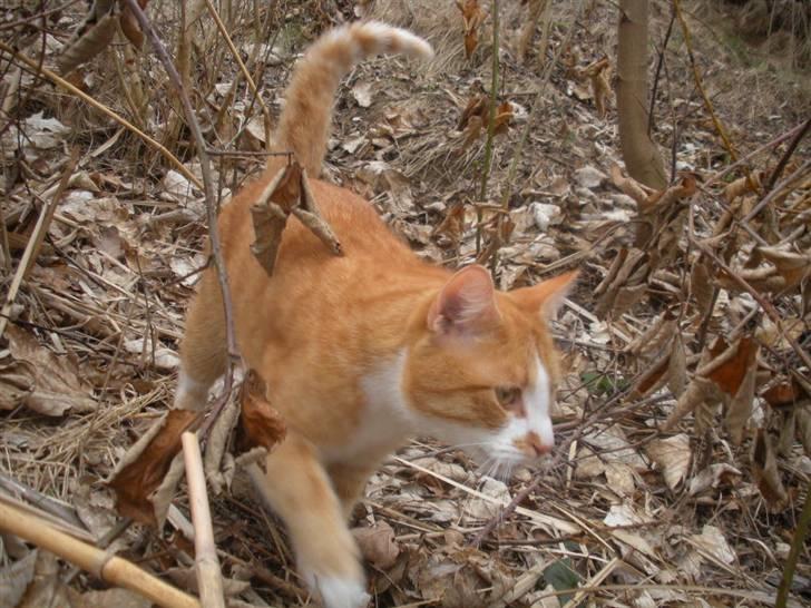 Huskat Oliver (Olle) - Oliver i naturen! d; billede 15