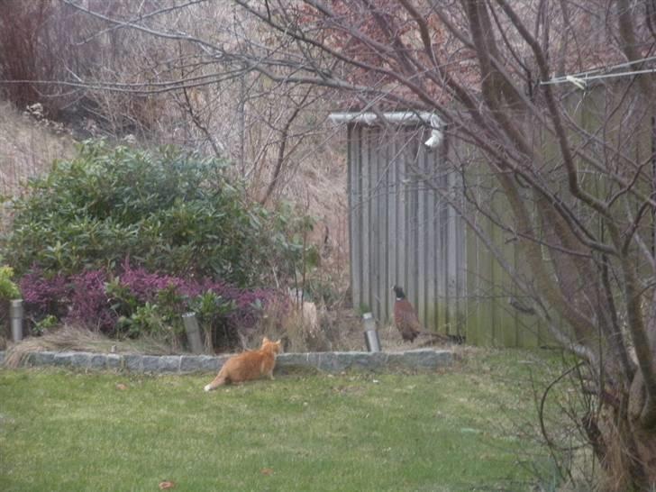 Huskat Oliver (Olle) - Oliver går ikke efter småting! Han var faktisk rigtig tæt på at fange den! ö billede 16