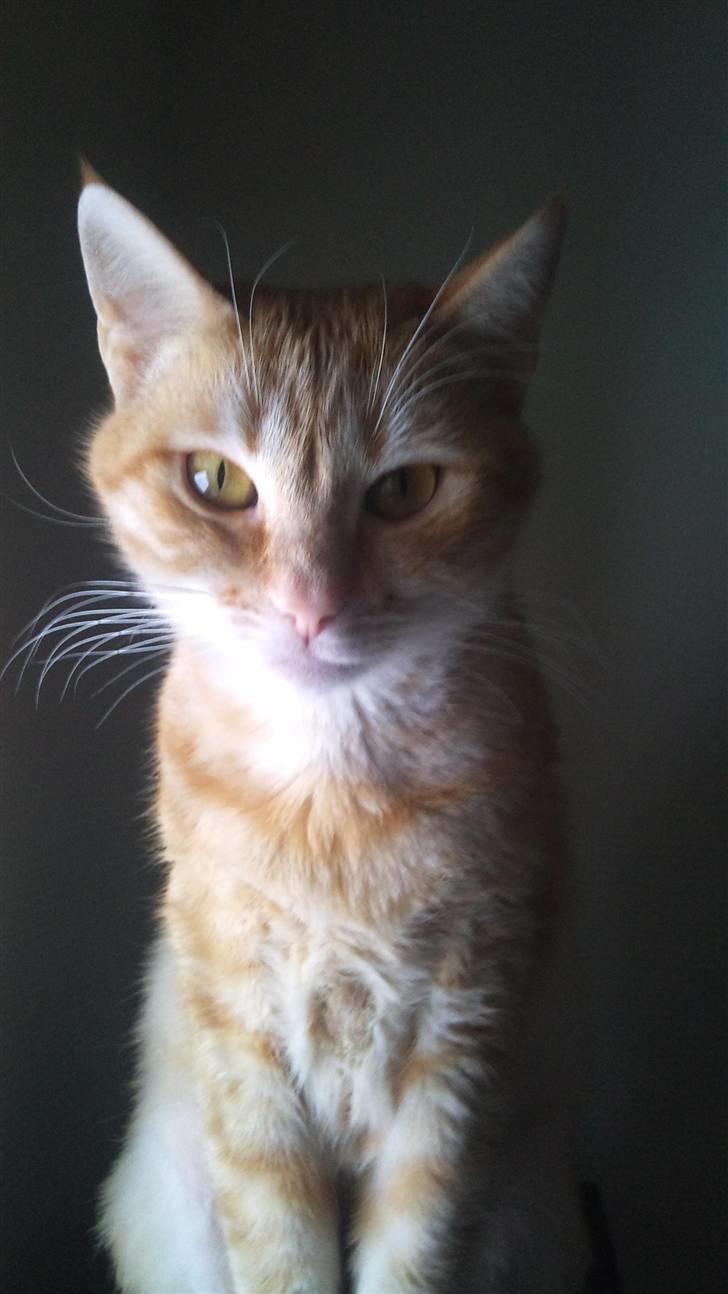 Huskat Sussi billede 9