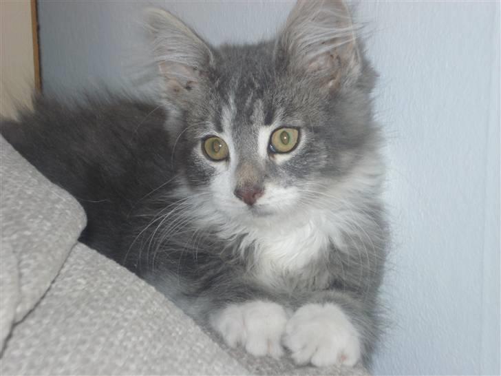 Maine Coon Tyson - tyson elsker at ligge på ryglænet af sofaen. her er blødt og han kan holde øje med hvad der sker billede 1