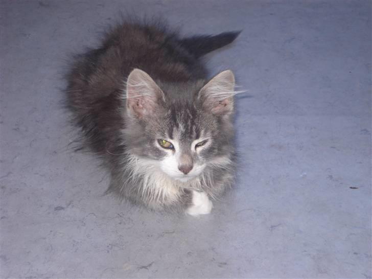 Maine Coon Tyson billede 2