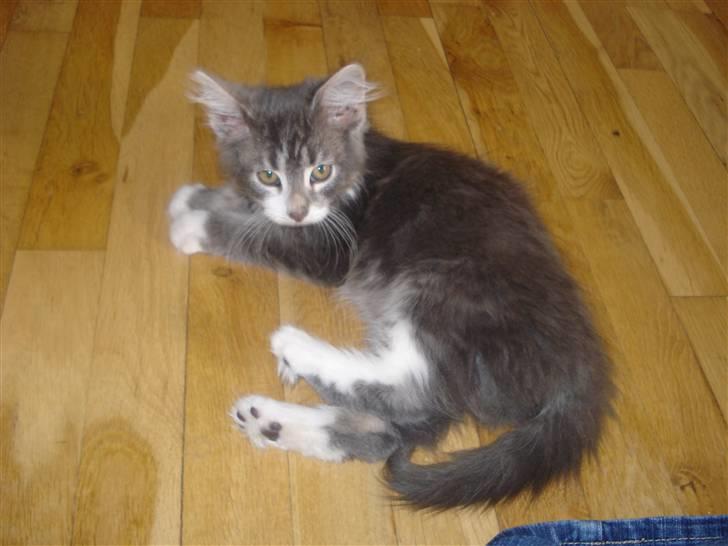 Maine Coon Tyson billede 3