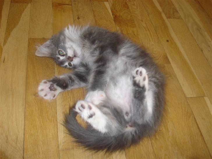 Maine Coon Tyson - charmetrold.. han nyder at charmere sig ind billede 4