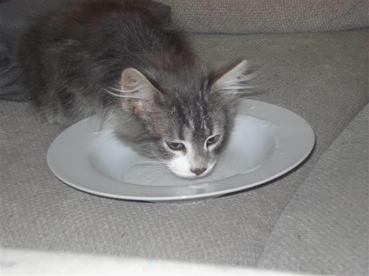 Maine Coon Tyson - tyson smager lige en lille bitte tår koldskål billede 5