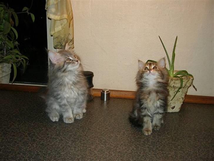 Maine Coon Briaristo - Lille Bandit sammen med en af sine brødre:) billede 1