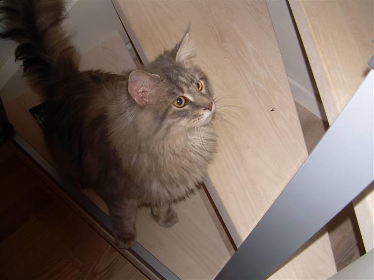 Maine Coon Briaristo billede 2