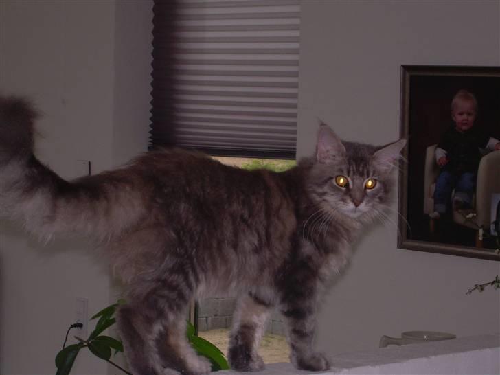 Maine Coon Briaristo billede 3