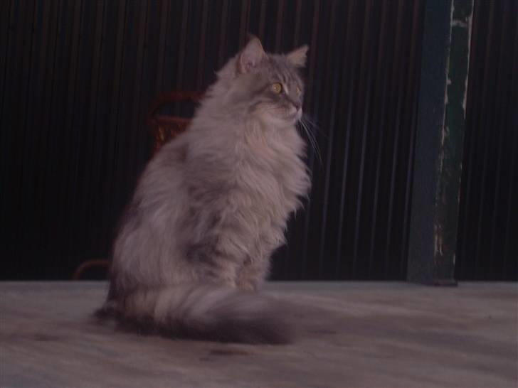Maine Coon Briaristo billede 5