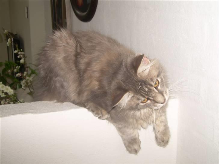 Maine Coon Briaristo - Hvad har du fået øje på Aristo? billede 6