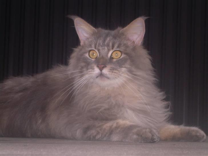Maine Coon Briaristo billede 7