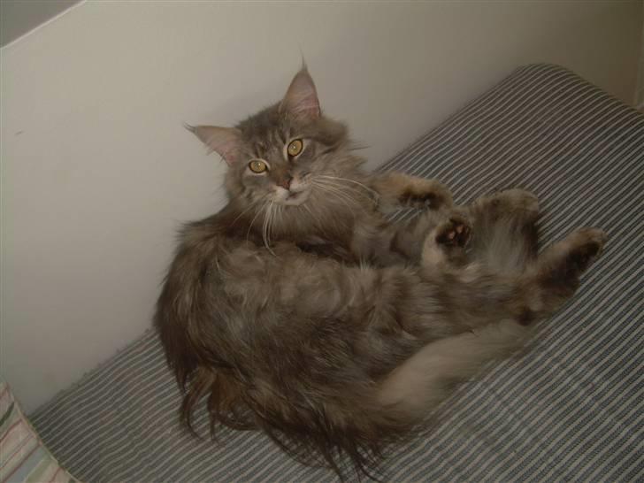 Maine Coon Briaristo billede 8