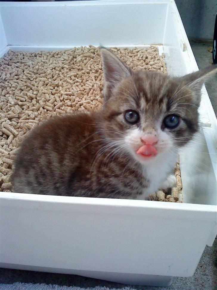 Blanding af racer Hector - Fine lille kat . Taget den 6/7-2010 .. Her er han ca. 4 uger gammel. billede 16