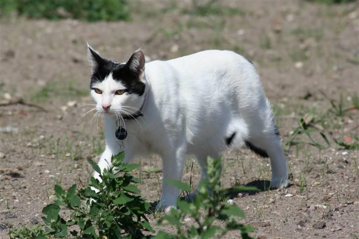 Huskat Snehvide billede 19