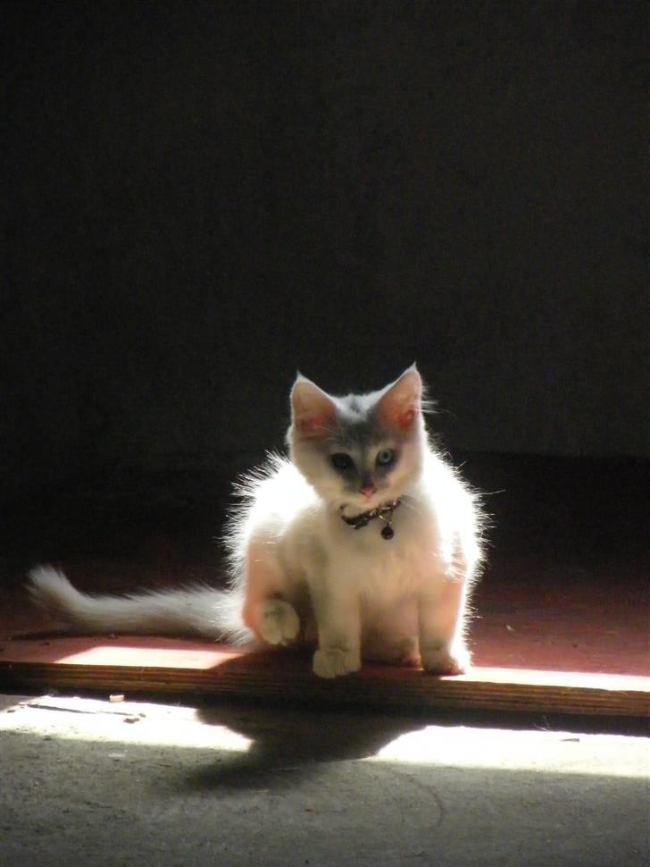 Maine Coon Sinatra (Old Blue Eye) - billeder taget d. 23 juli - han har været her et døgn billede 1