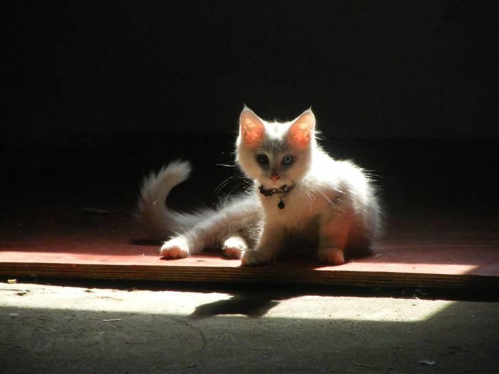 Maine Coon Sinatra (Old Blue Eye) billede 2