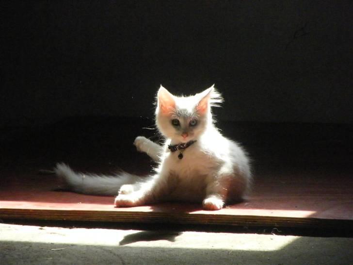 Maine Coon Sinatra (Old Blue Eye) billede 3