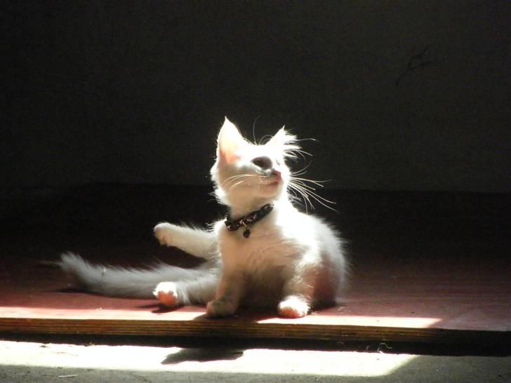 Maine Coon Sinatra (Old Blue Eye) billede 4