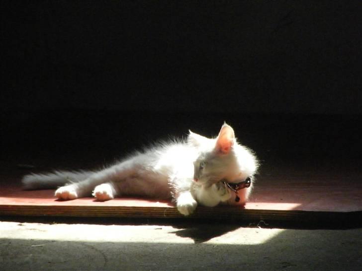 Maine Coon Sinatra (Old Blue Eye) billede 5